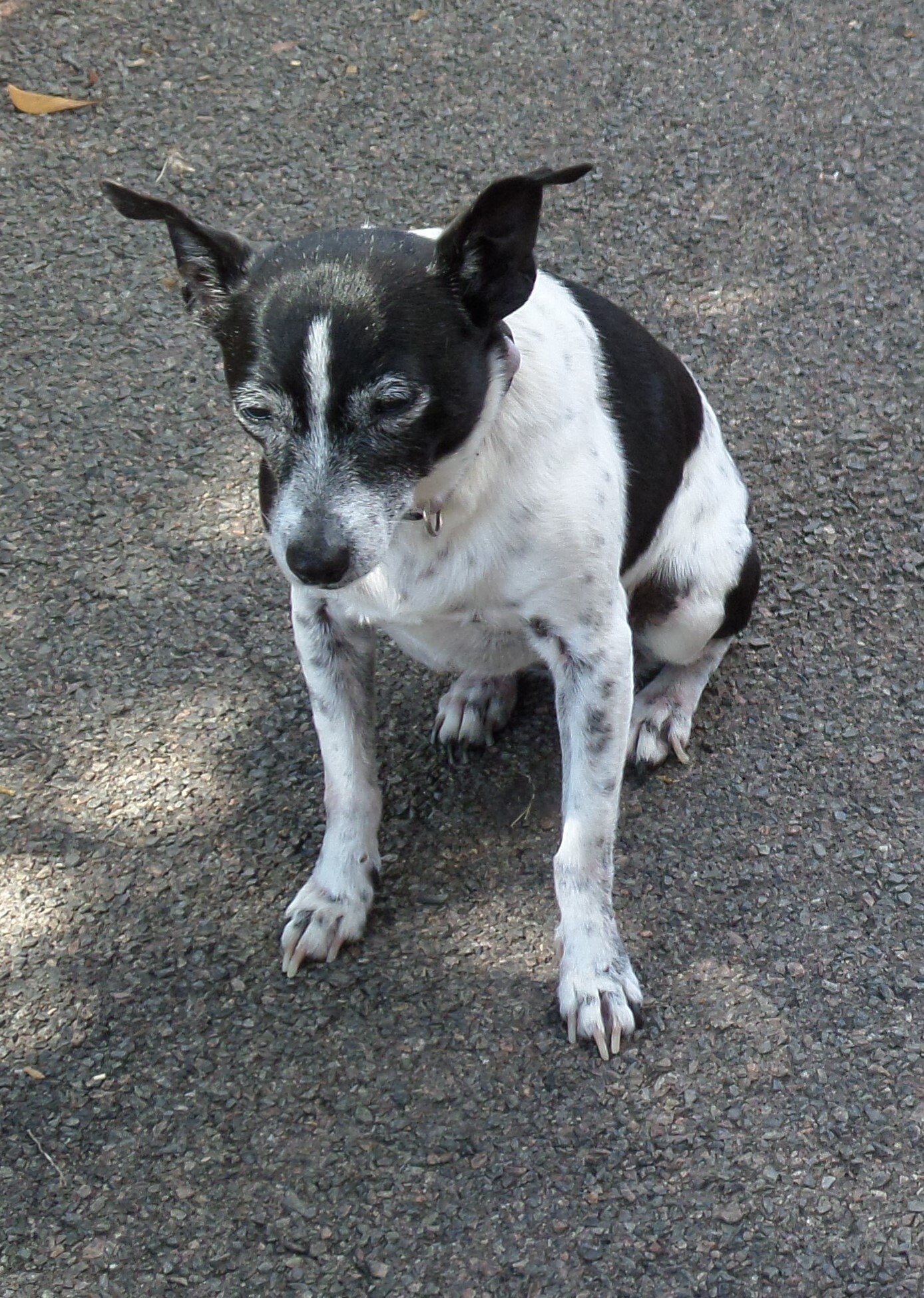 Pet Friendly in Townsville Motel Rooms