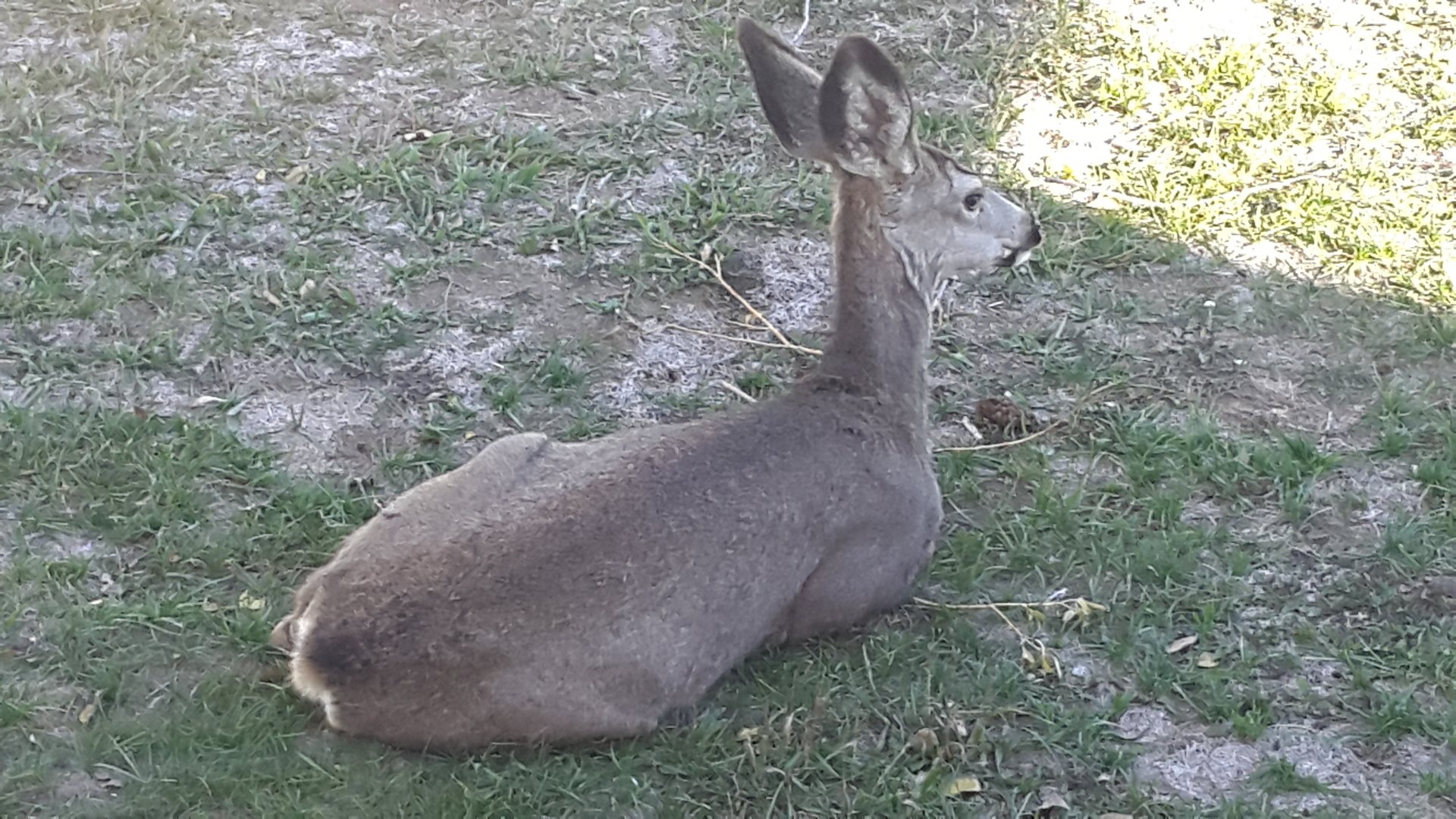 Medicine Bow Local Information