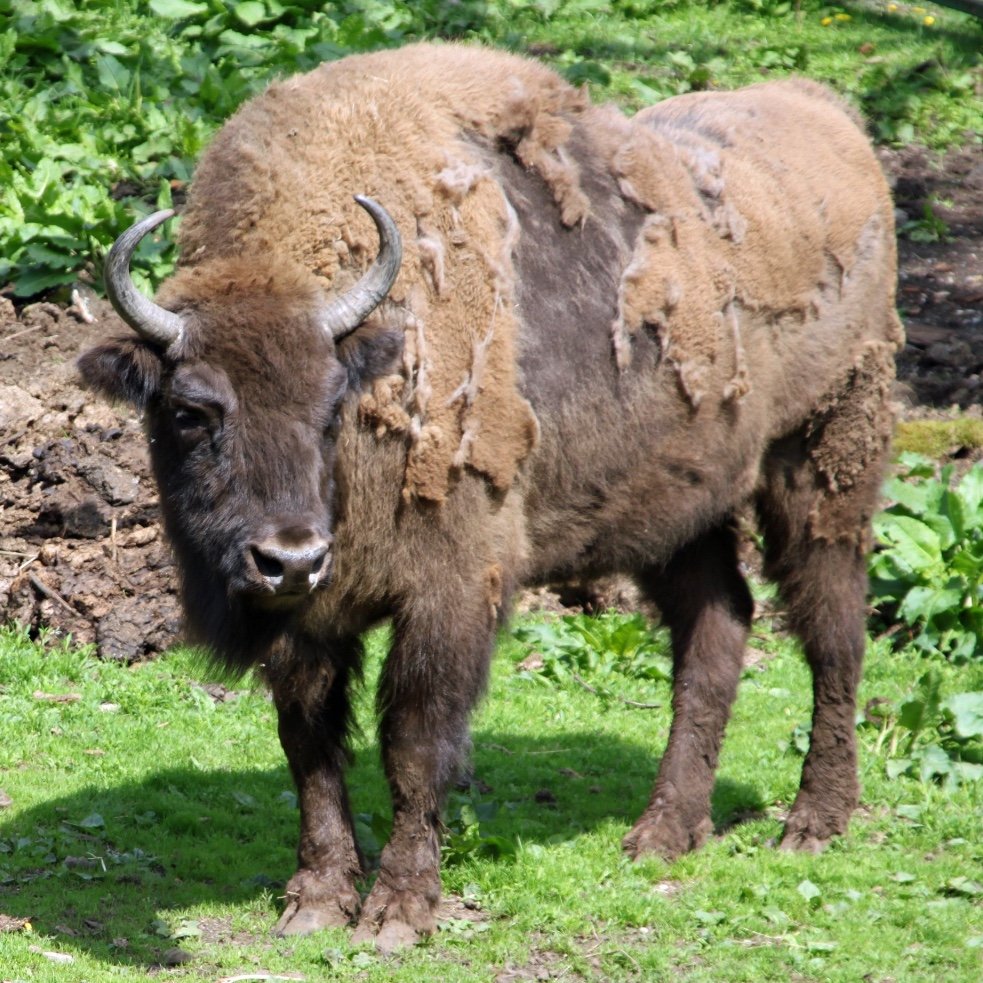 Djuren i Skånes Djurpark