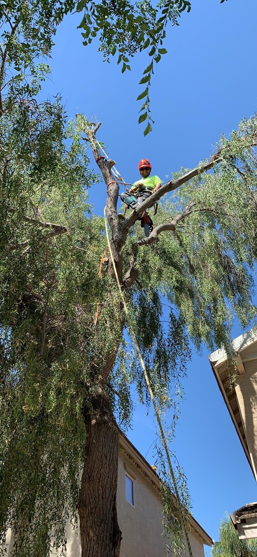 Pictures of the Best Tree Removal Company in Tempe, AZ