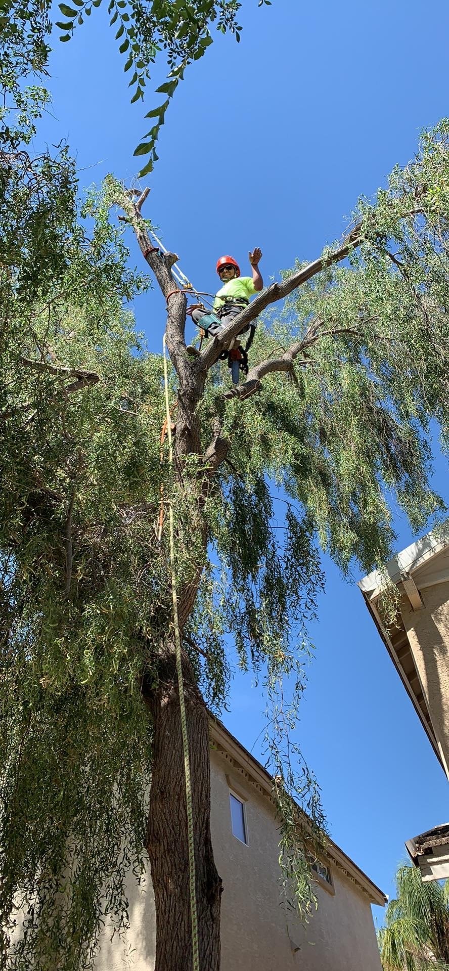 Pictures of the Best Tree Removal Company in Tempe, AZ