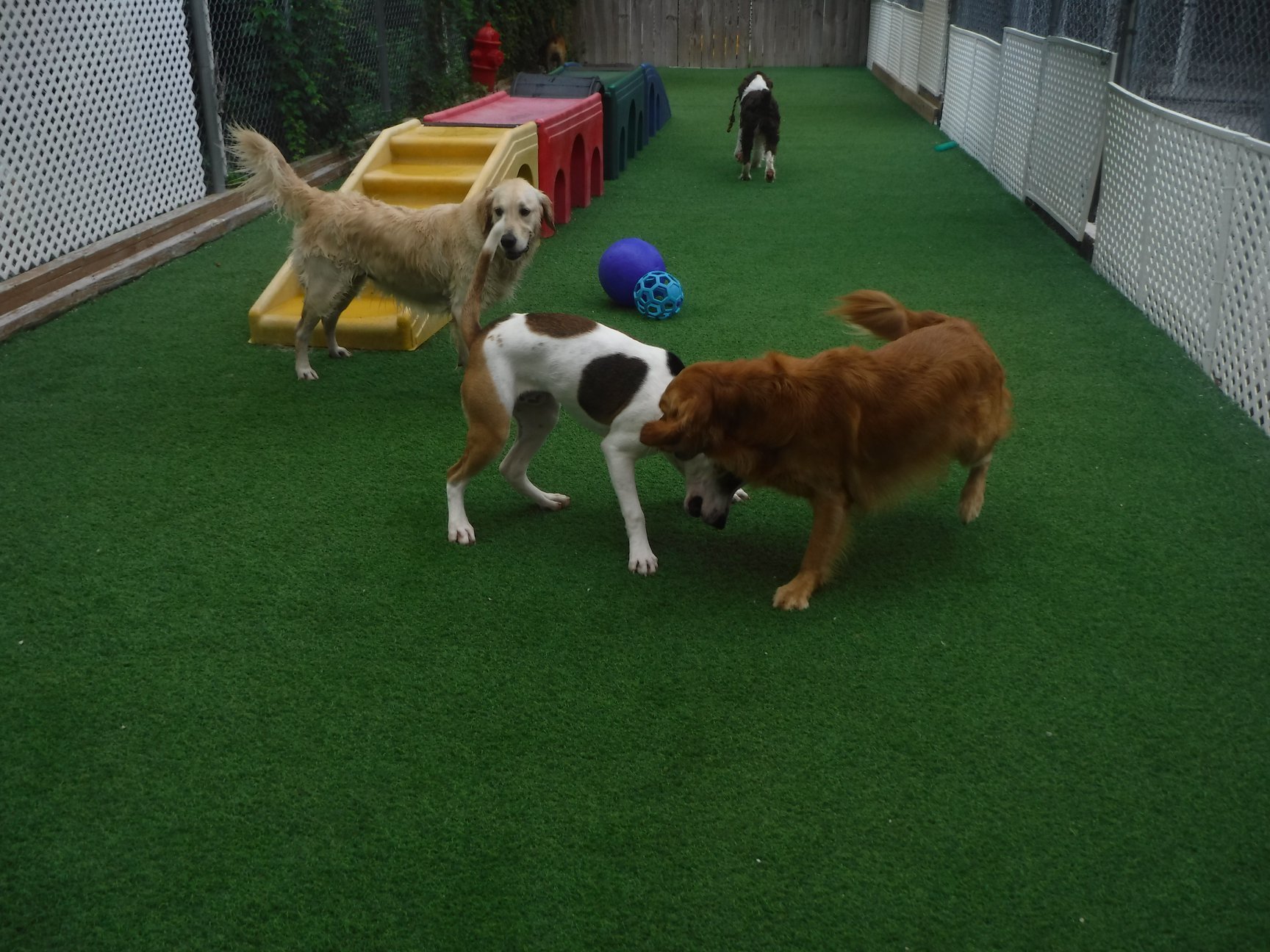 Doggy Daycare Services Apex, NC Town and Country Animal Care