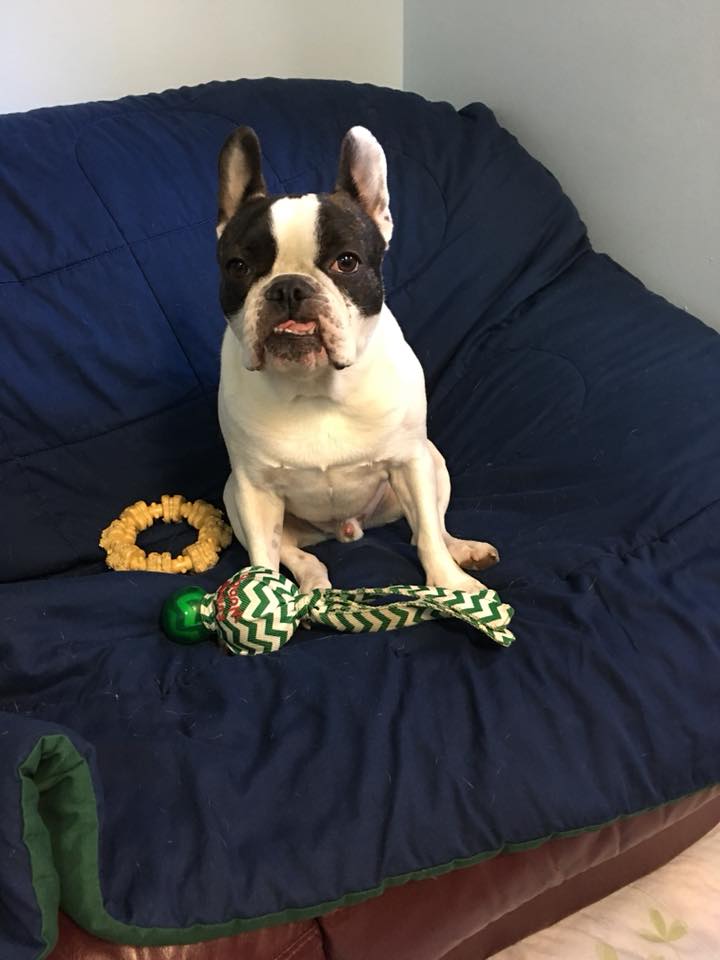 Malibu Pet Hotel | Pet Boarding