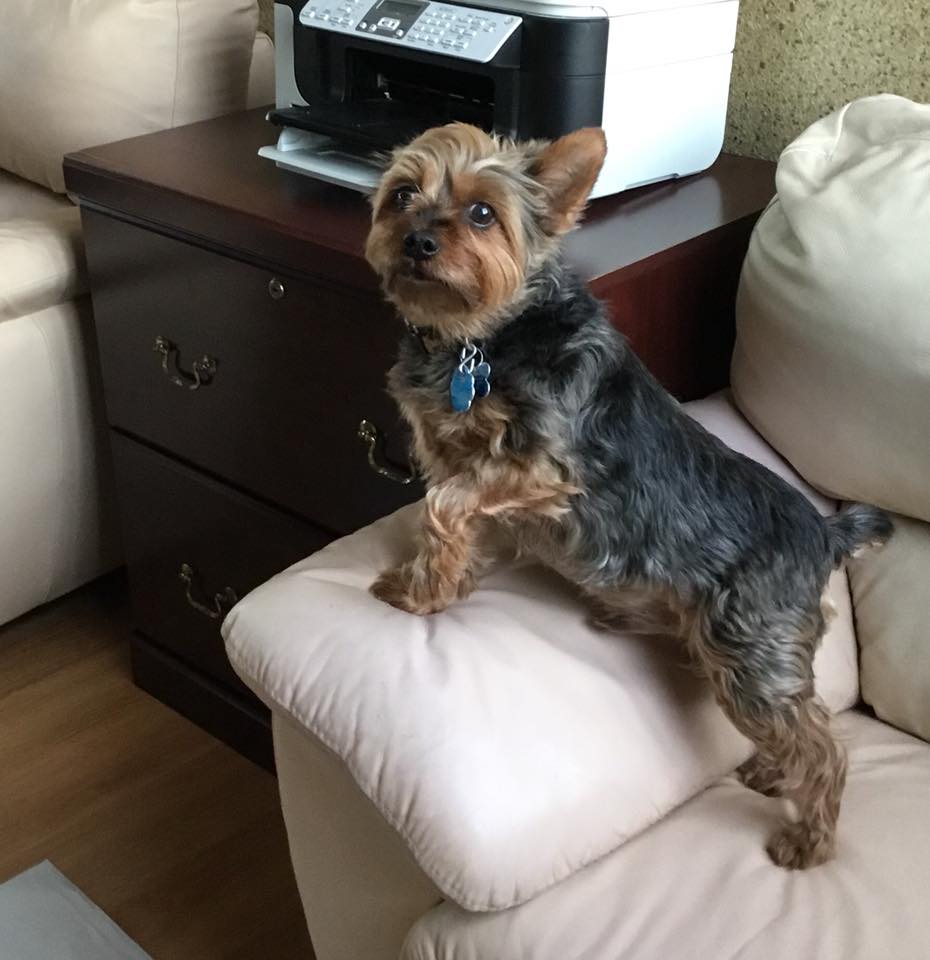 Malibu Pet Hotel 5163796040 Pet Care Service Pet Boarding Dog