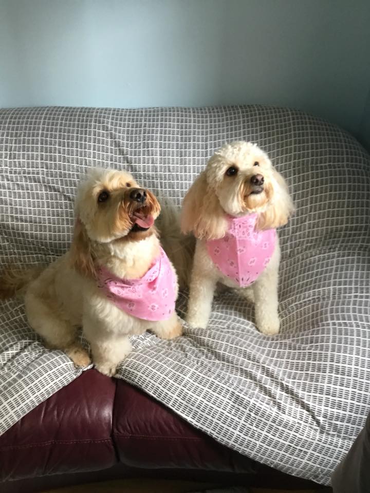 Malibu Pet Hotel | Pet Boarding