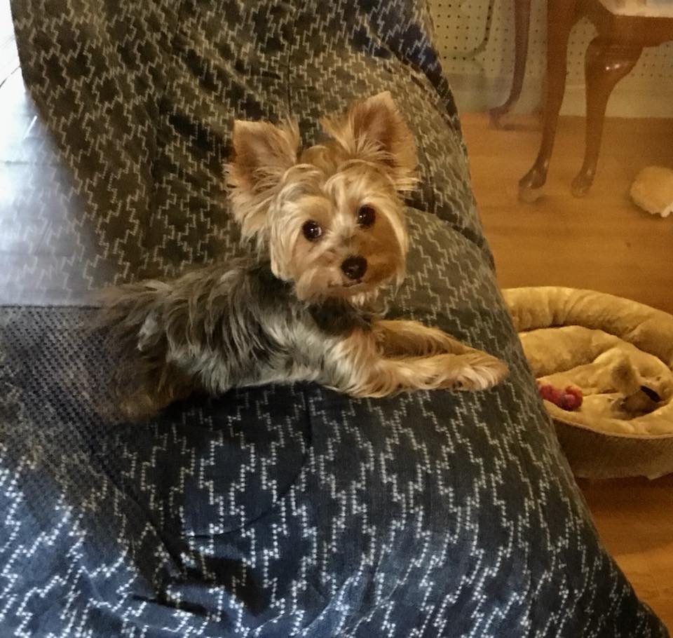 Malibu Pet Hotel | Pet Boarding