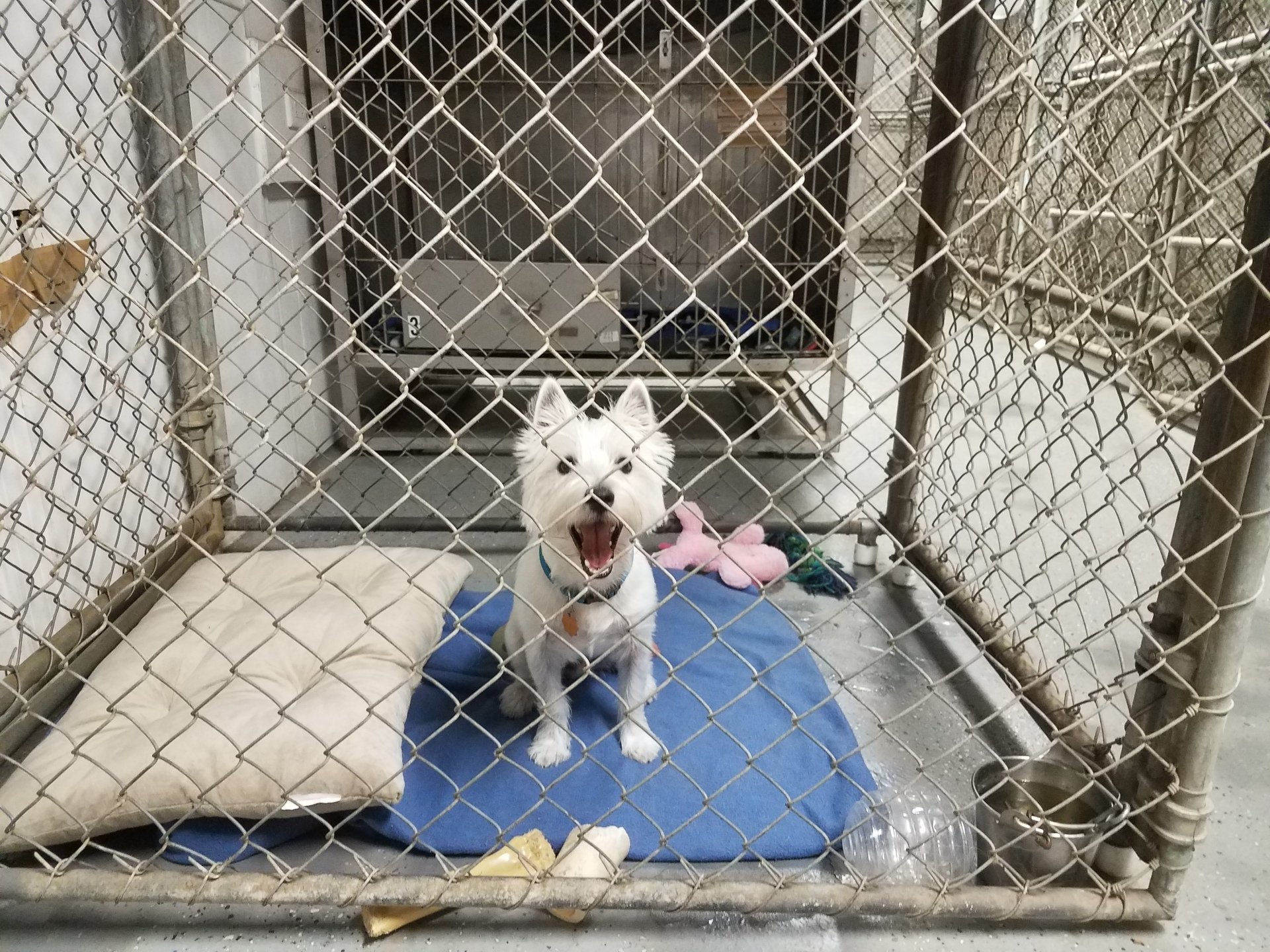 Dog Boarding Tampa, FL Groomingdales Bed & Biscuit