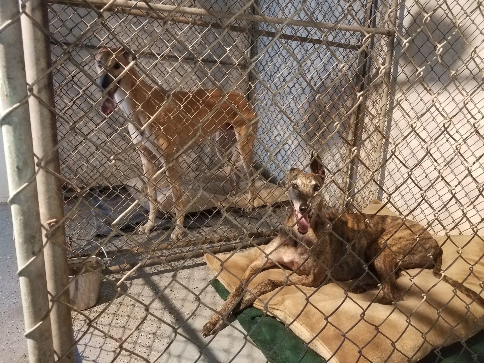 Dog Boarding Tampa, FL Groomingdales Bed & Biscuit