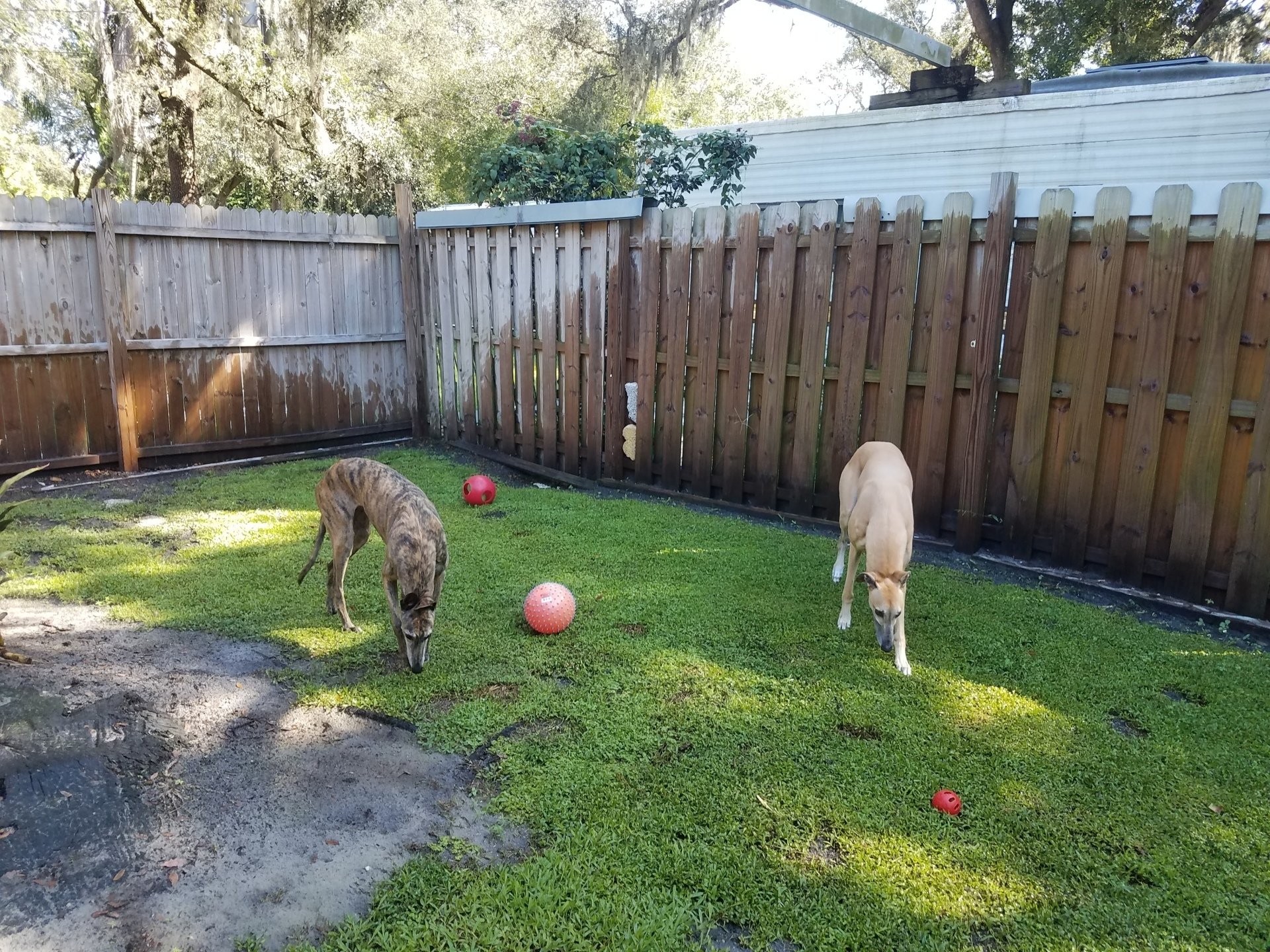 Dog Boarding Tampa, FL Groomingdales Bed & Biscuit