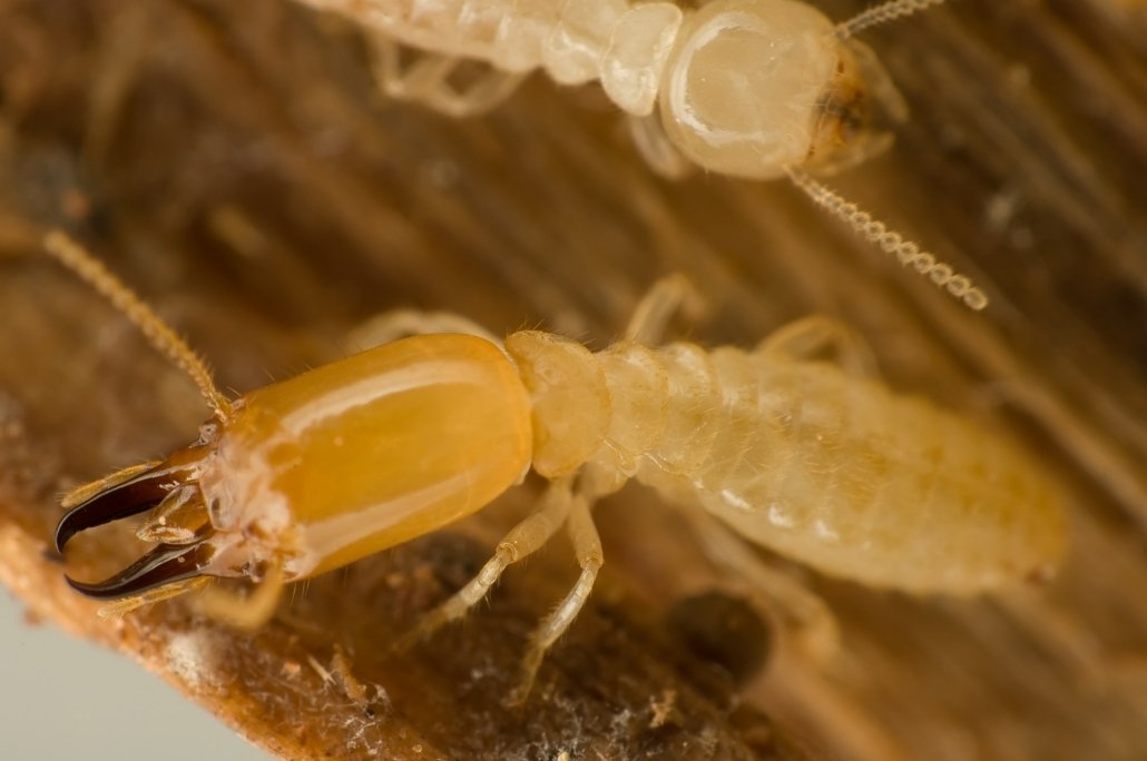 How to Check Your Home for Termites