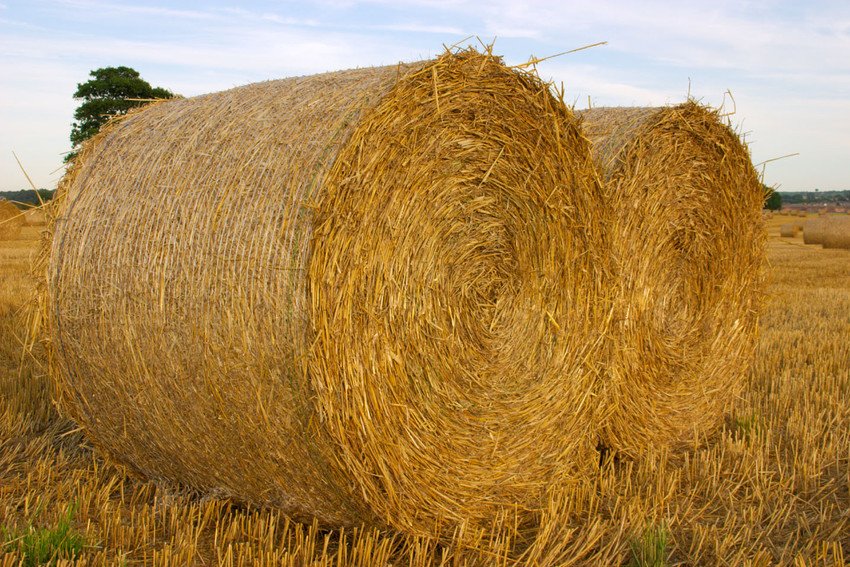 Hay, Straw and Bedding Jeff Jones