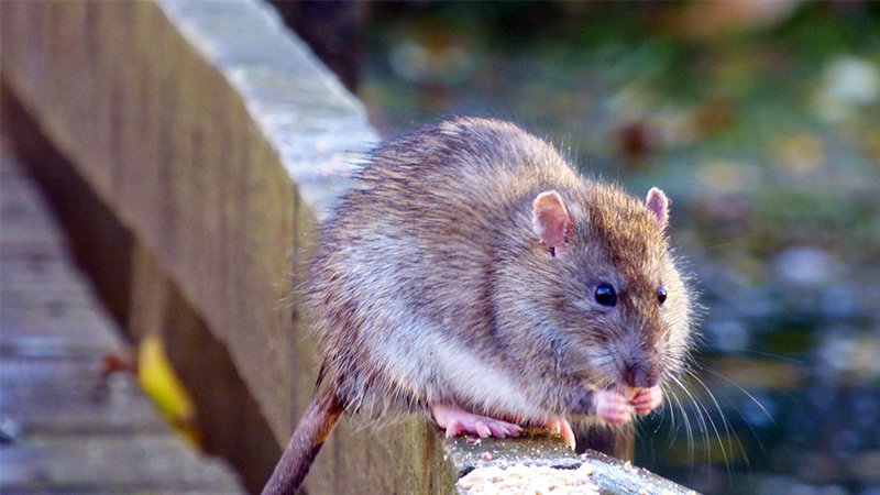 Rodent Control in Derby, Rodent Removal & Rodent Pest Control by The ...