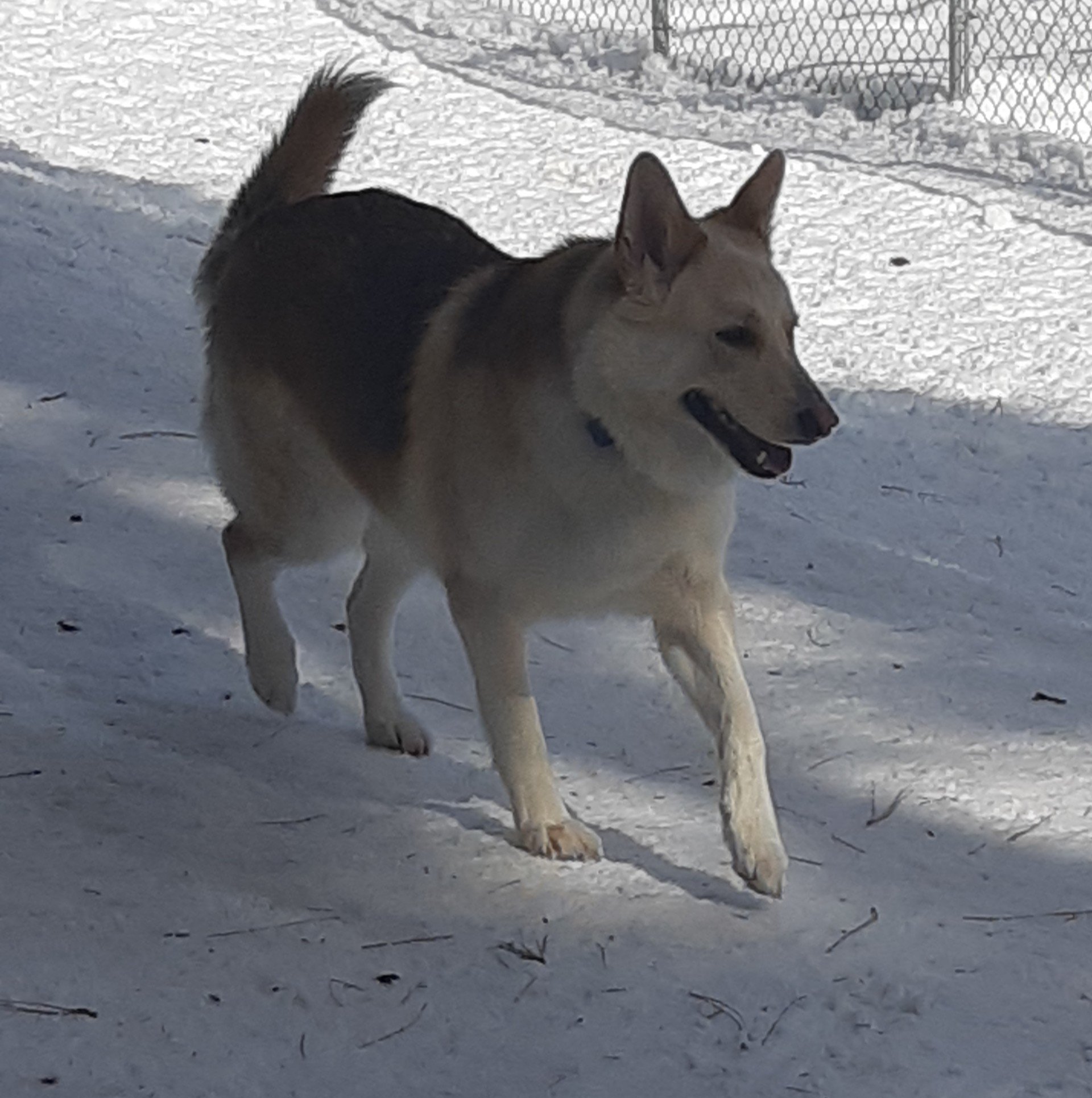 Gallery Playpen Pet Boarding & Grooming