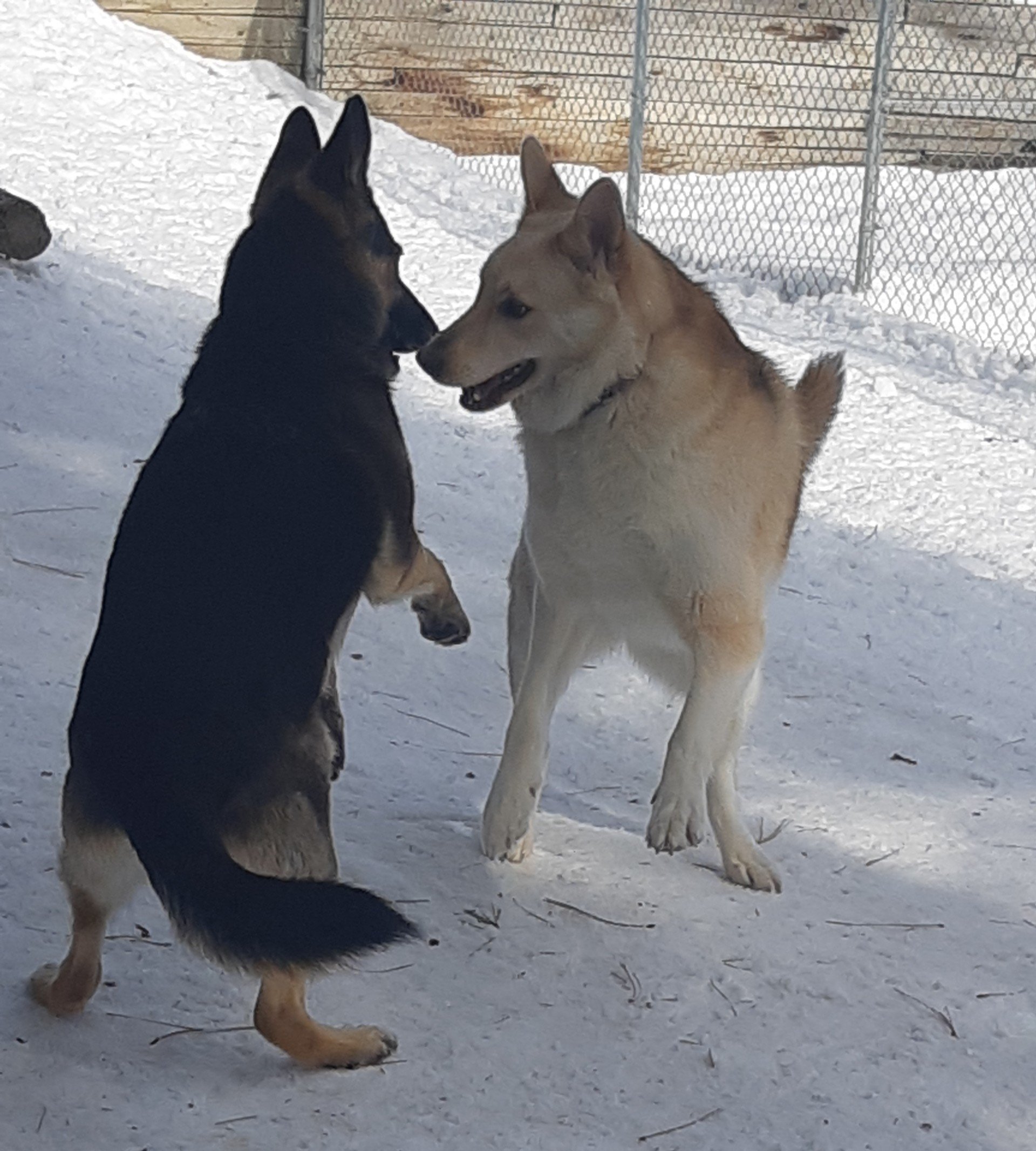 Gallery Playpen Pet Boarding & Grooming