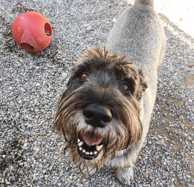 Playpen Pet Boarding & Grooming