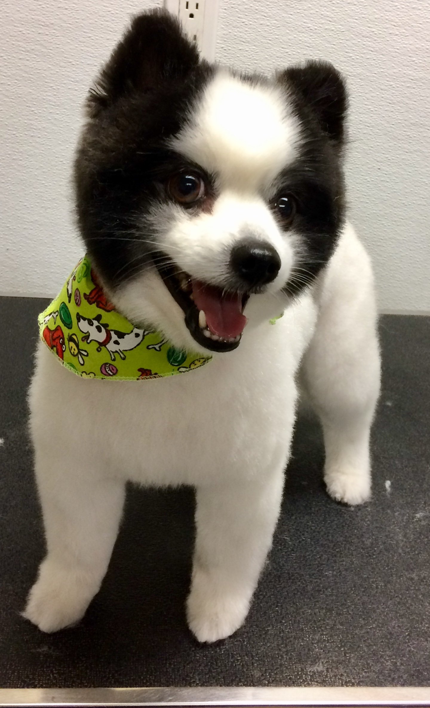 Playpen Pet Boarding & Grooming