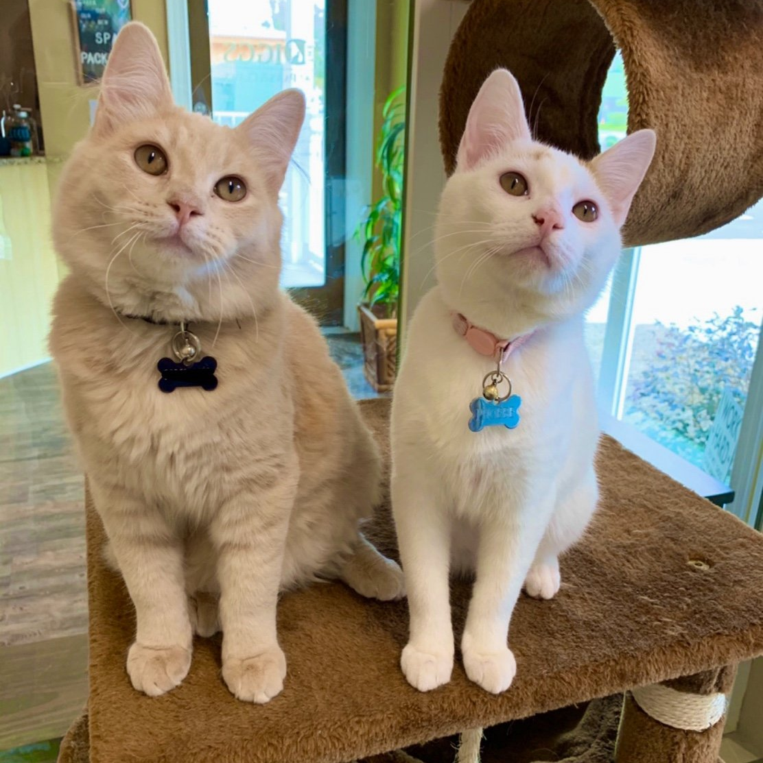 Pet Boarding Wilmington, NC Pet Hotel The Diggs at Paws & Claws