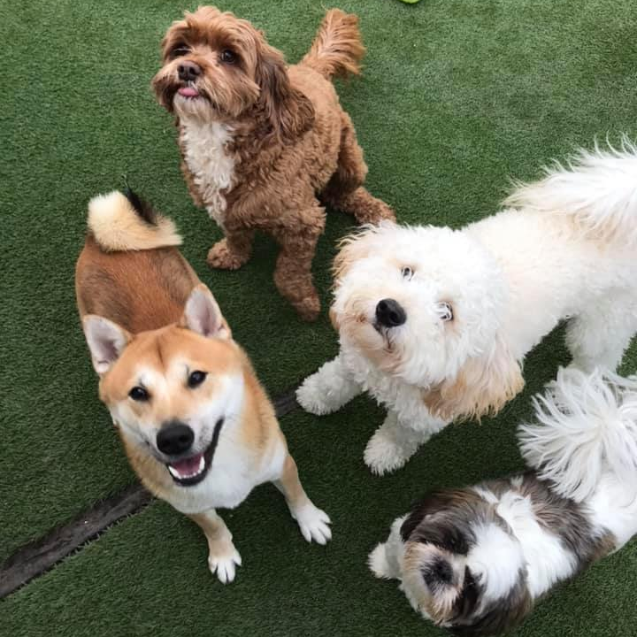 Home Beaches Pet Resort Boarding & Daycare St. Clair Shores, MI