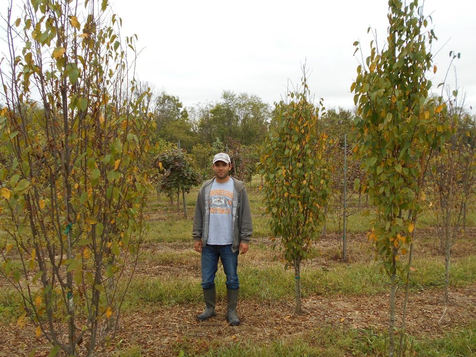 Tree Farm Nicholasville, KY Glynn Young's Landscaping and Nursery