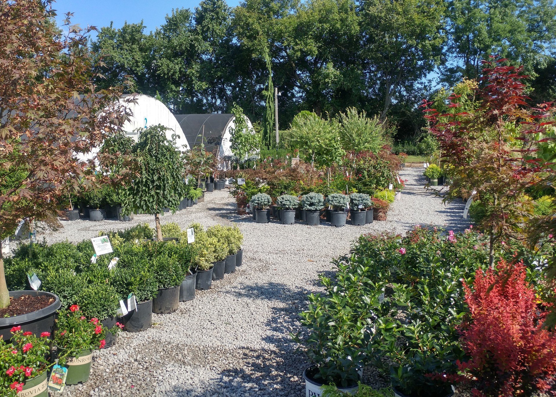Garden Center & Tree Nursery in Nicholasville, KY Glynn Young's