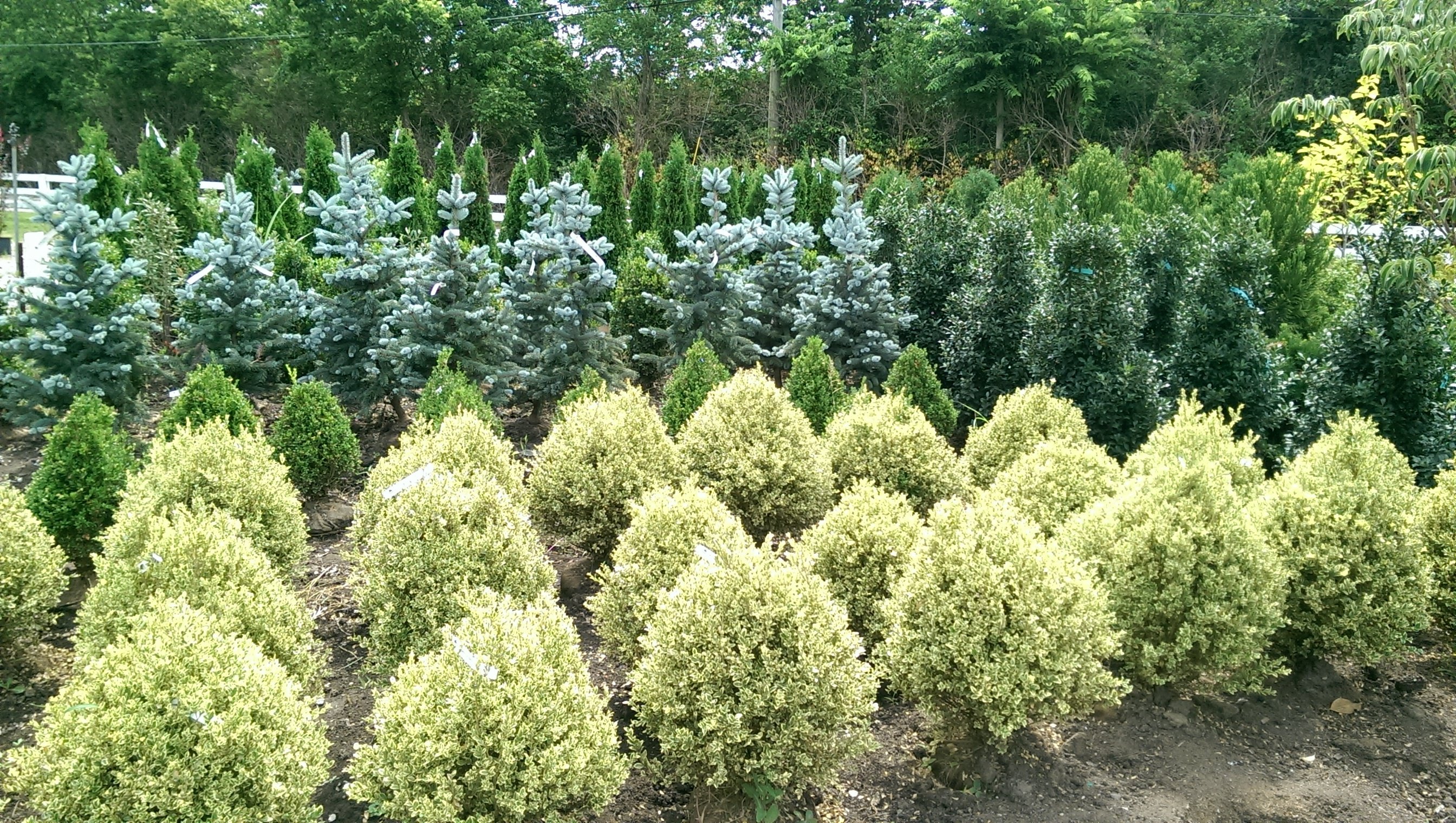 Garden Center & Tree Nursery in Nicholasville, KY Glynn Young's