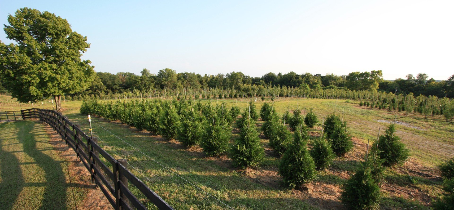 Tree Farm Nicholasville, KY Glynn Young's Landscaping and Nursery