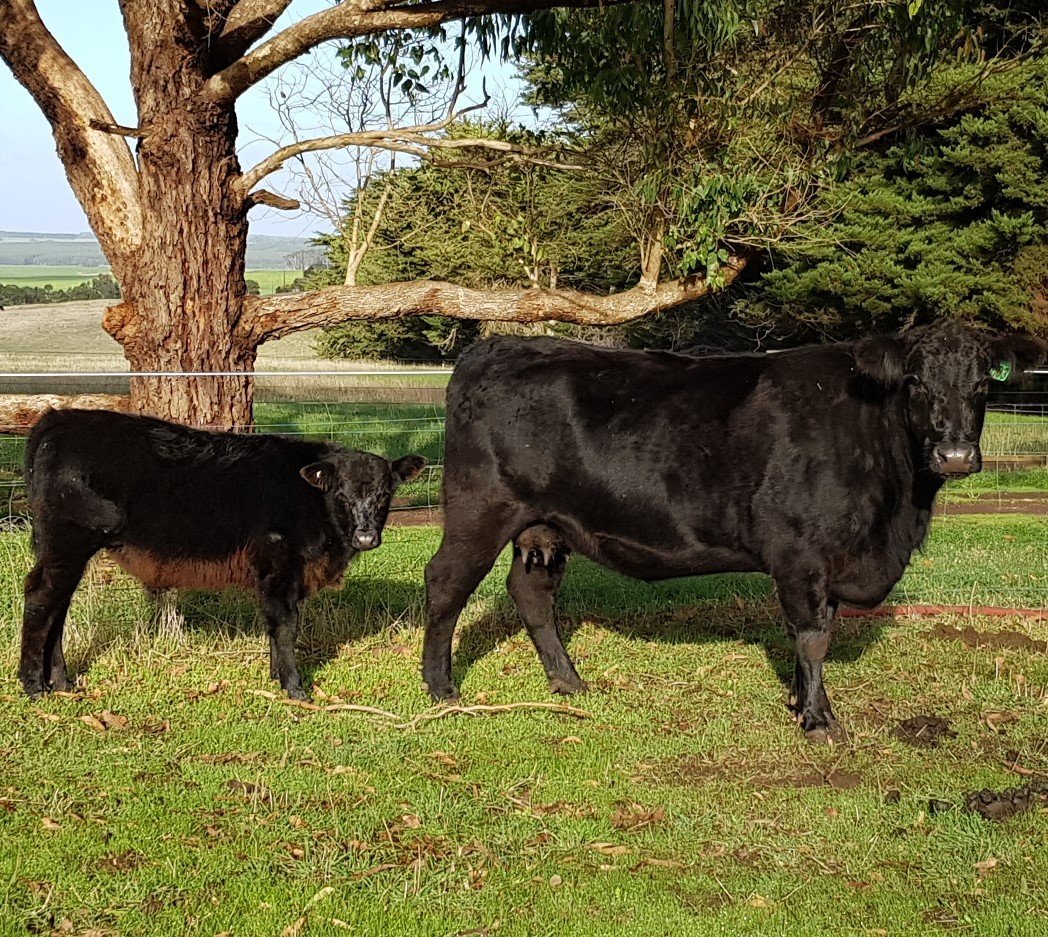 Buy Our Purebred Registered Angus Cattle, Great Prices Branxholme