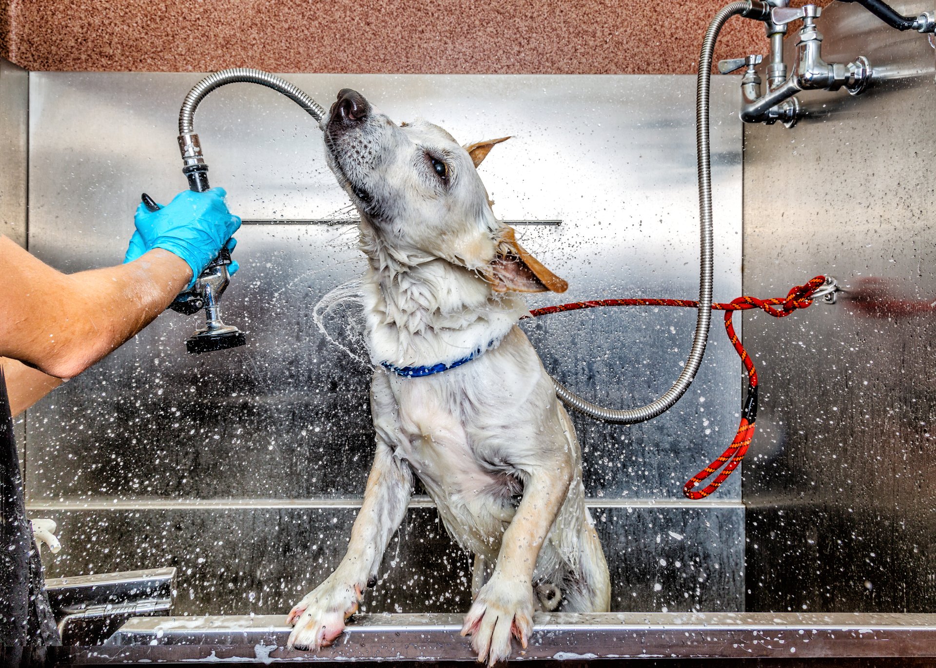 Self Service Dog Wash