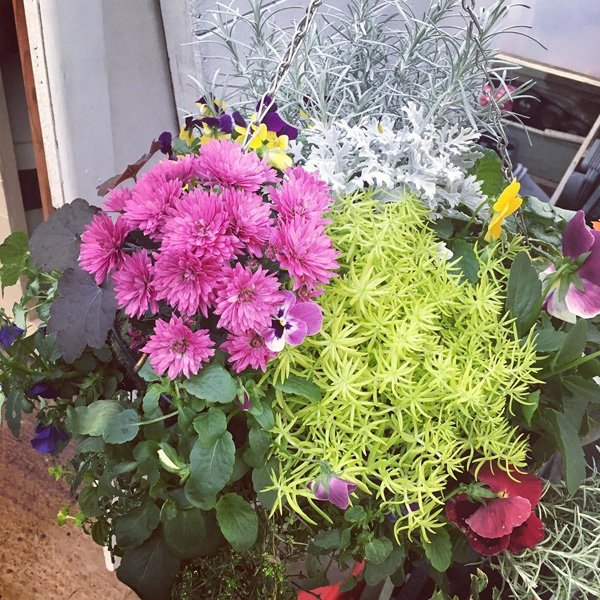 Wholesale bedding plant nursery Chamberlain Plant Centre