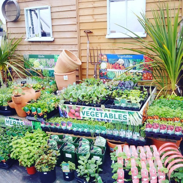 Wholesale bedding plant nursery Chamberlain Plant Centre