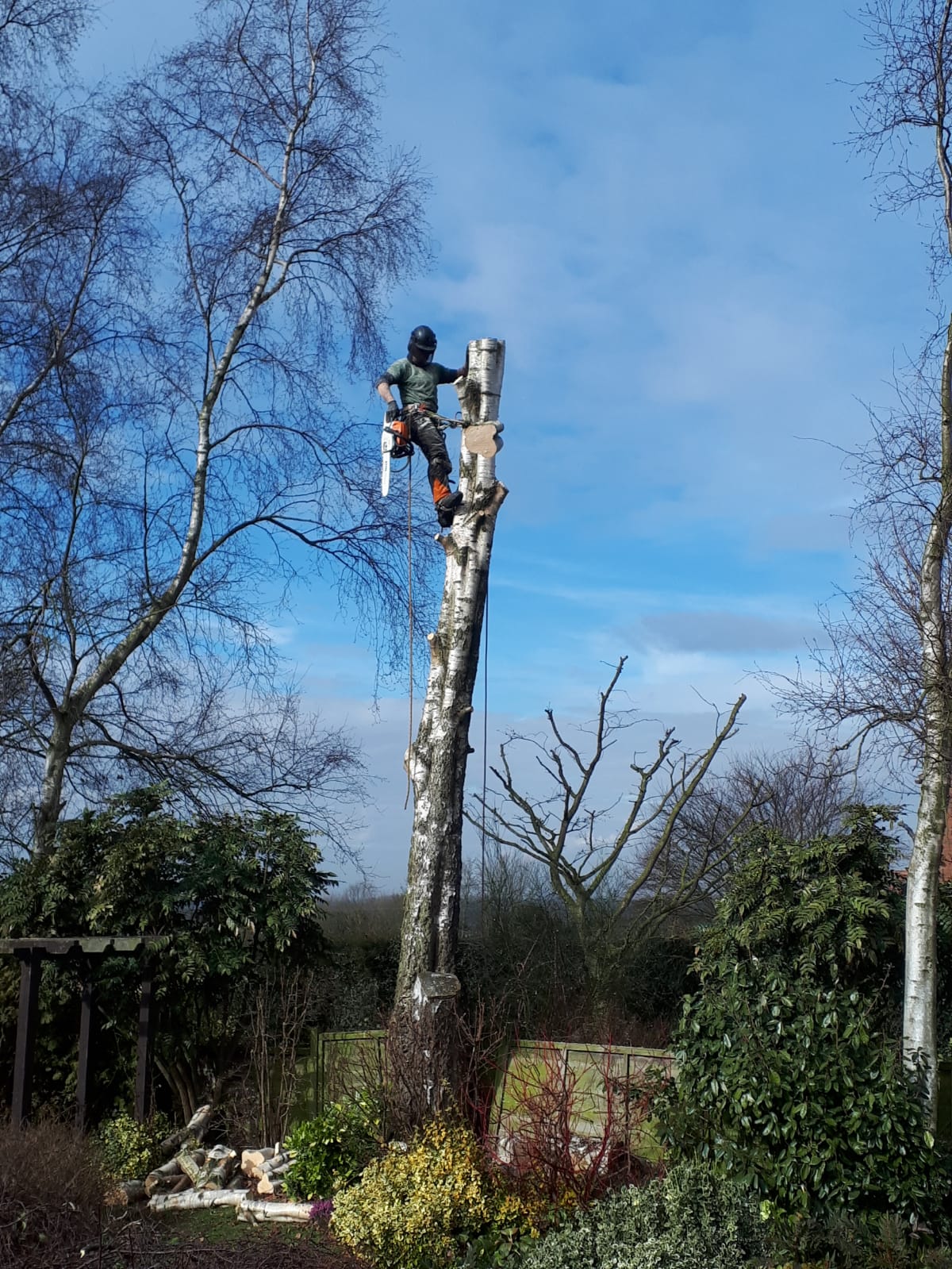 Tree surgeons | Cut & Clear Tree Services Ltd