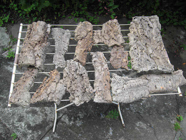 cork tree bark