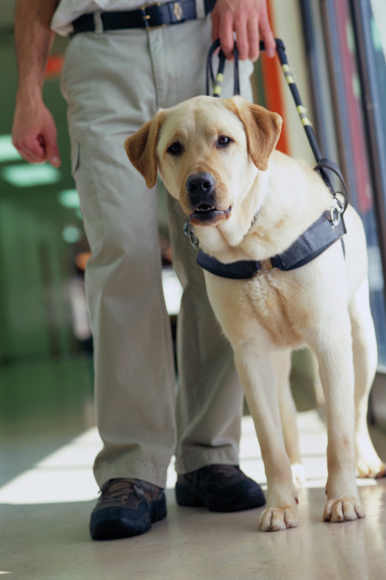 Assistance dog training, Consett Able Assist Dogs UK