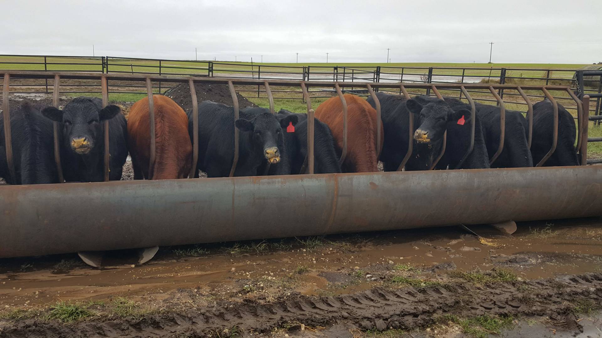 Bunk and Line Feeders