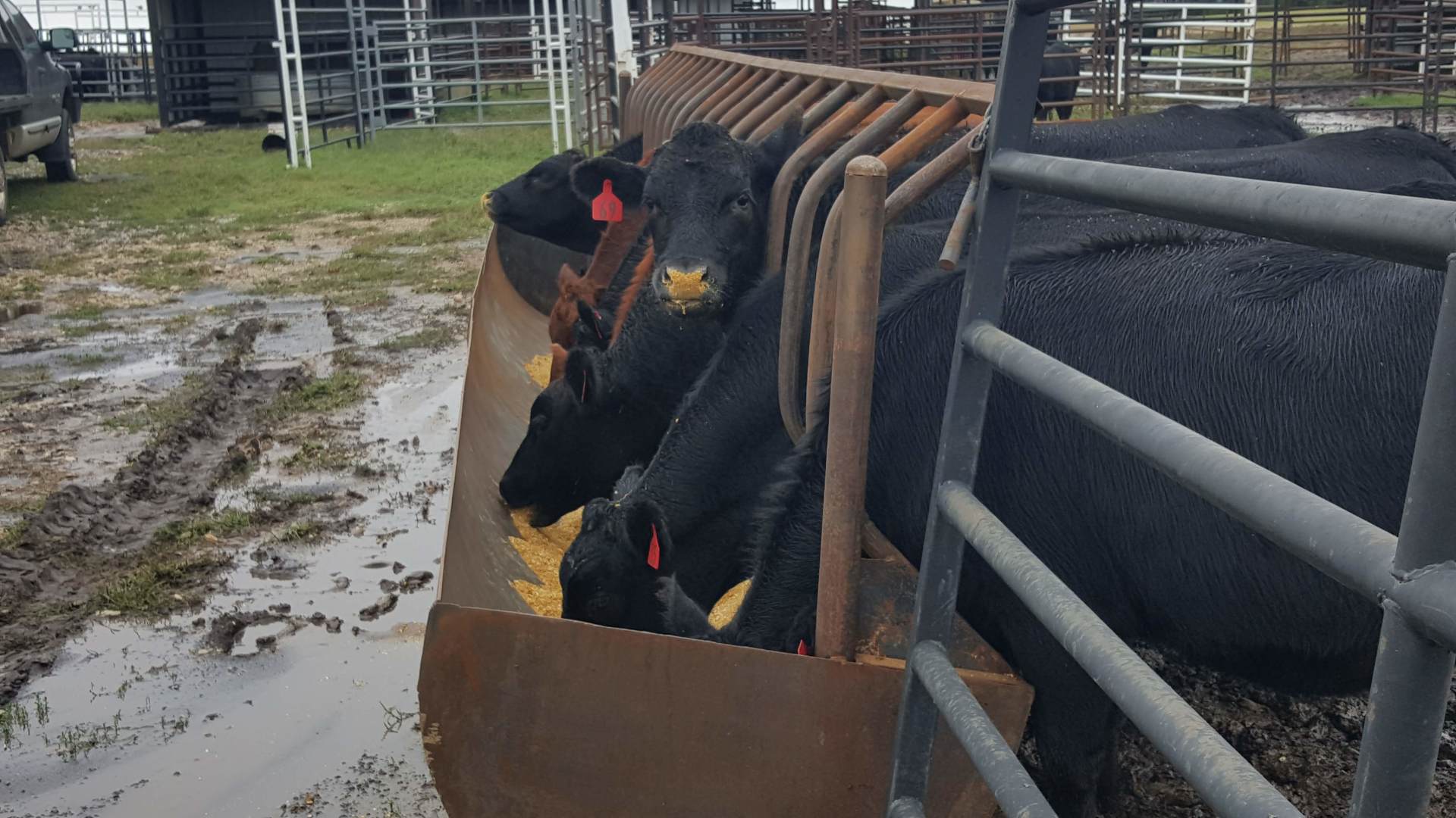 Bunk and Line Feeders