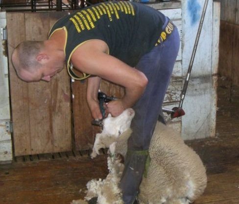 Roket Sheep Shearing