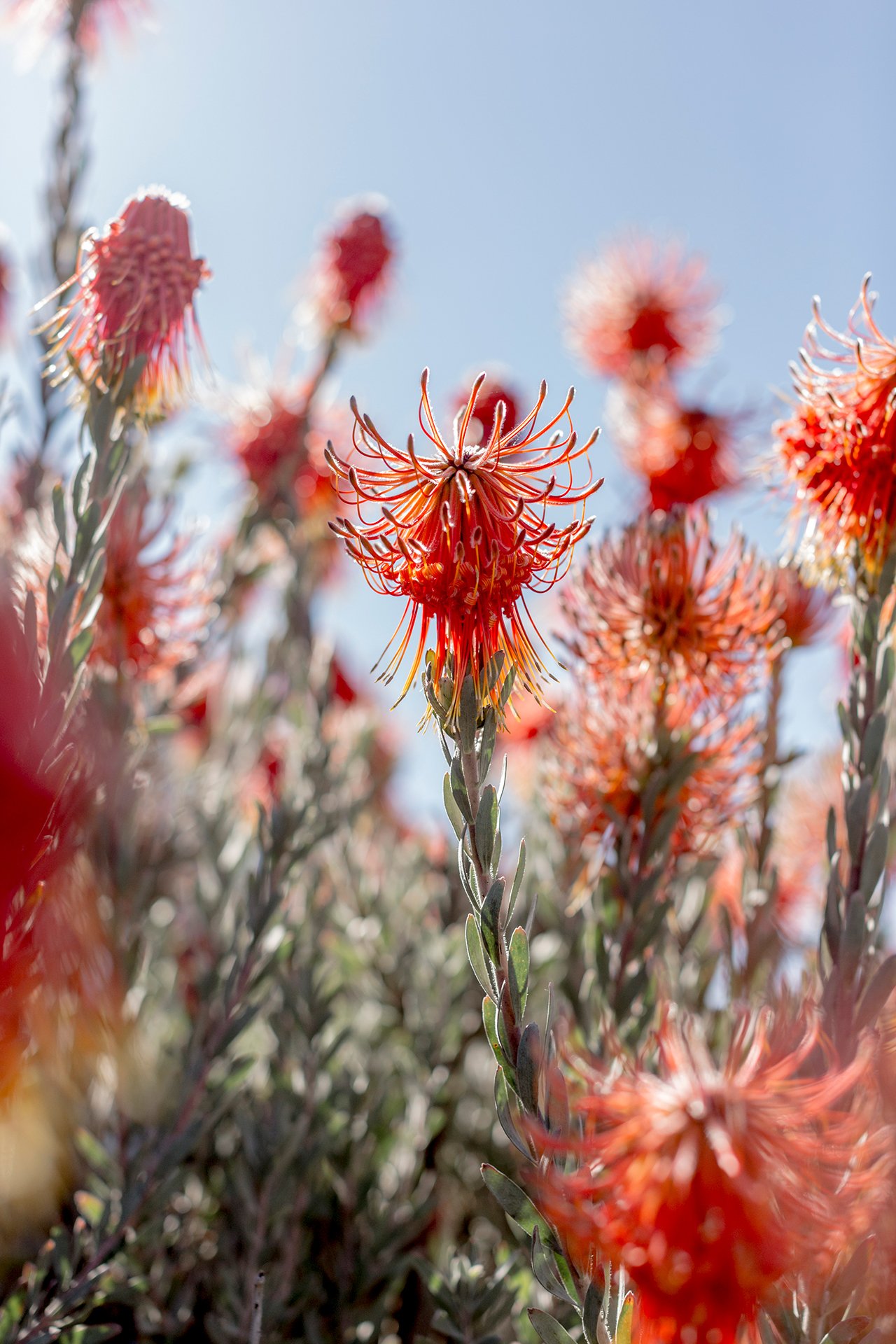 Welton House Gardens in Marlborough New Zealand