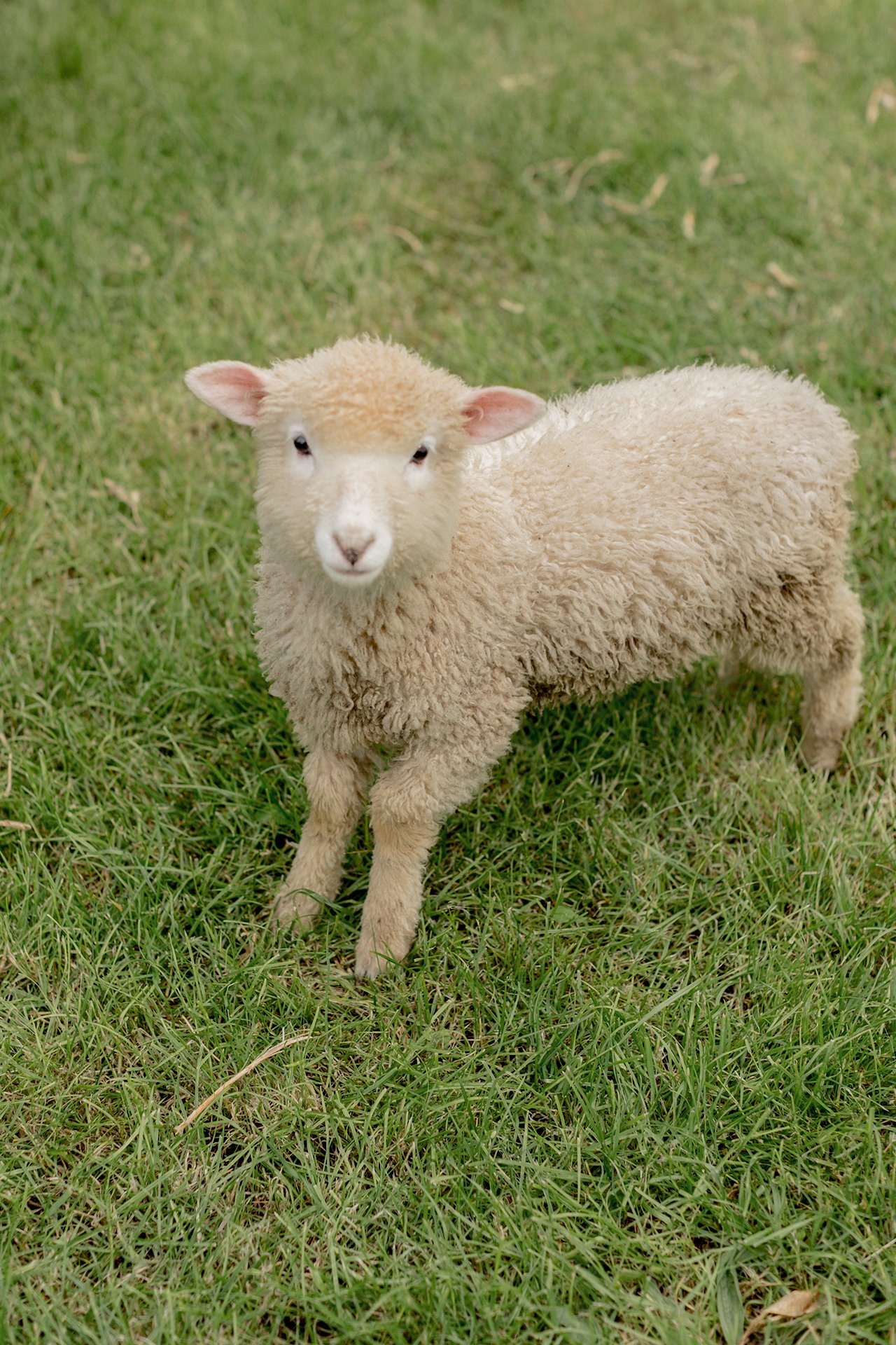 Welton House Gardens in Marlborough New Zealand