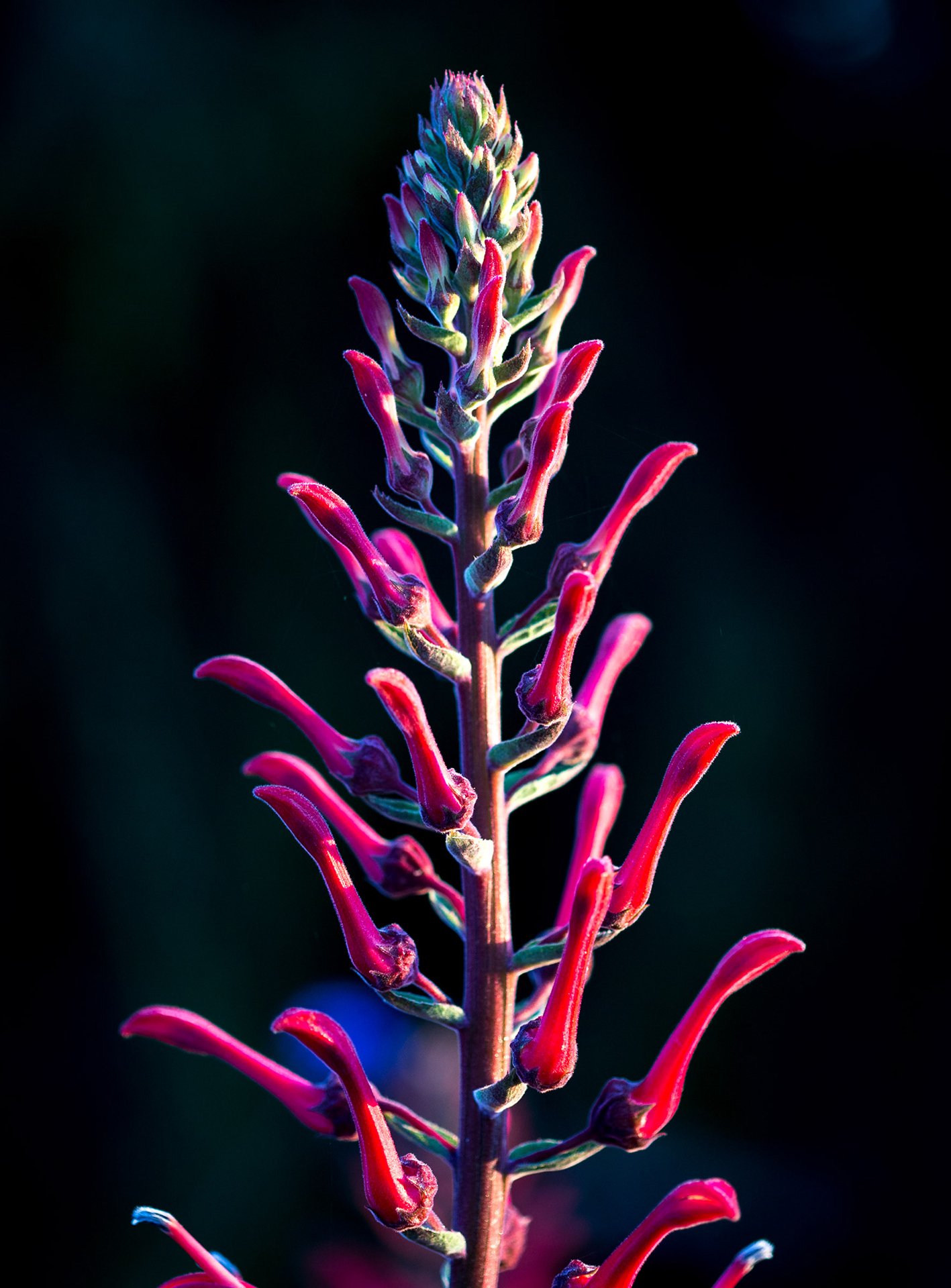 Welton House Gardens in Marlborough New Zealand