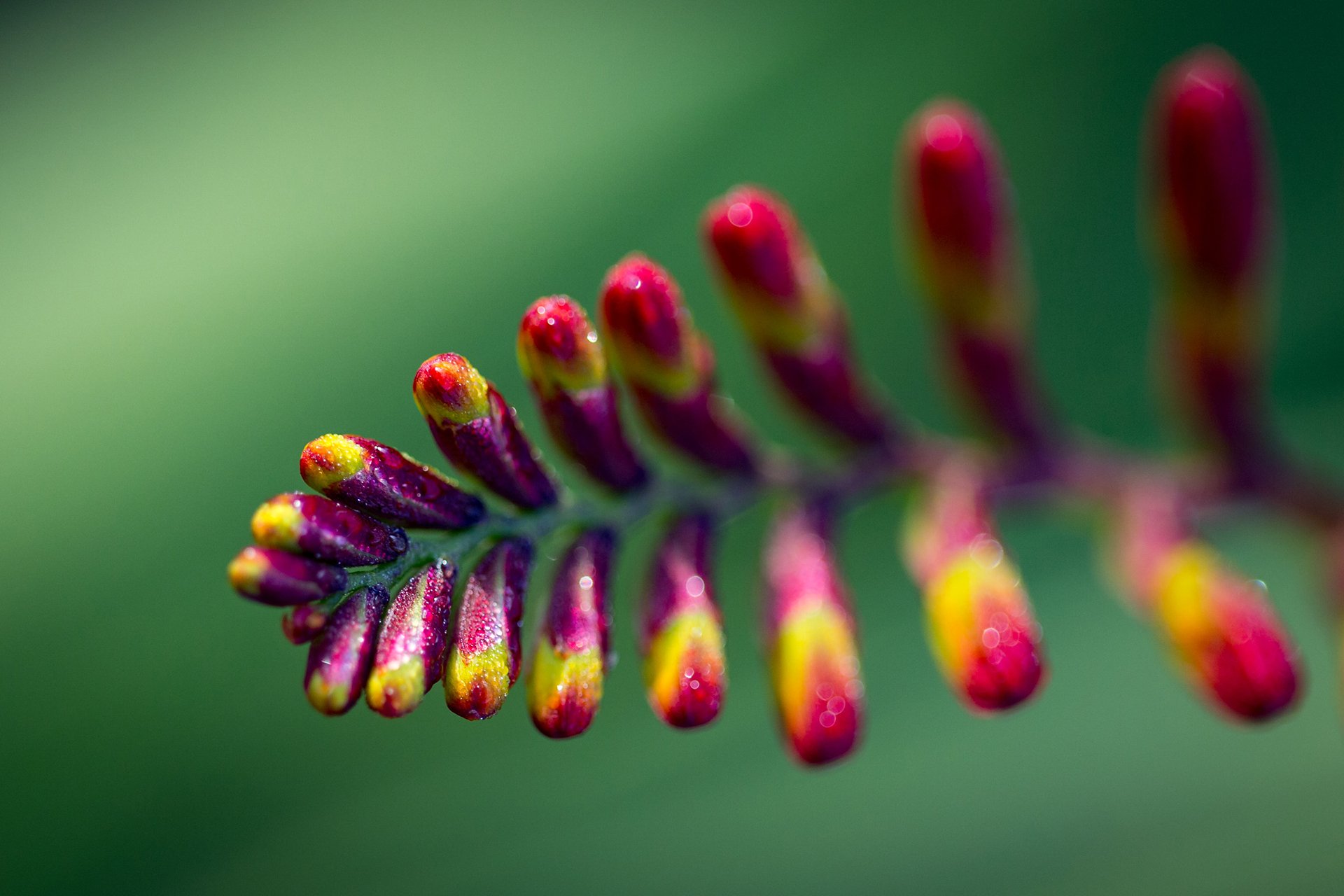 Welton House Gardens in Marlborough New Zealand