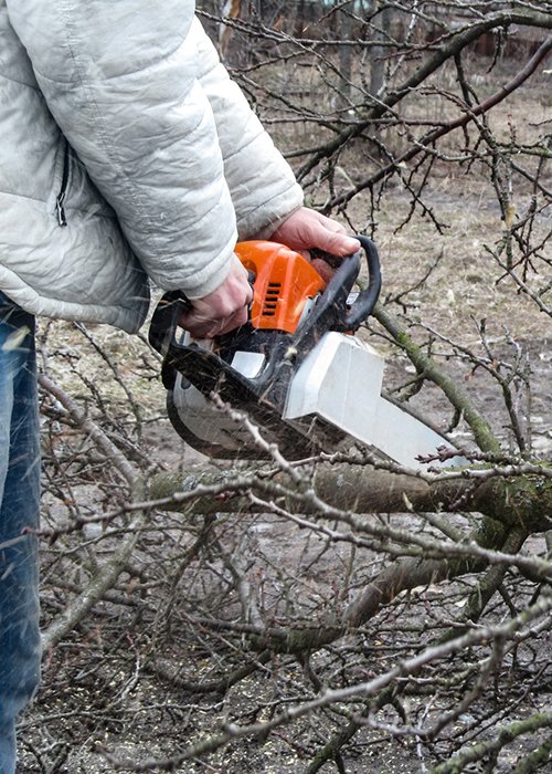 Tree Removal Service Quad Cities Rick’s Tree Expert
