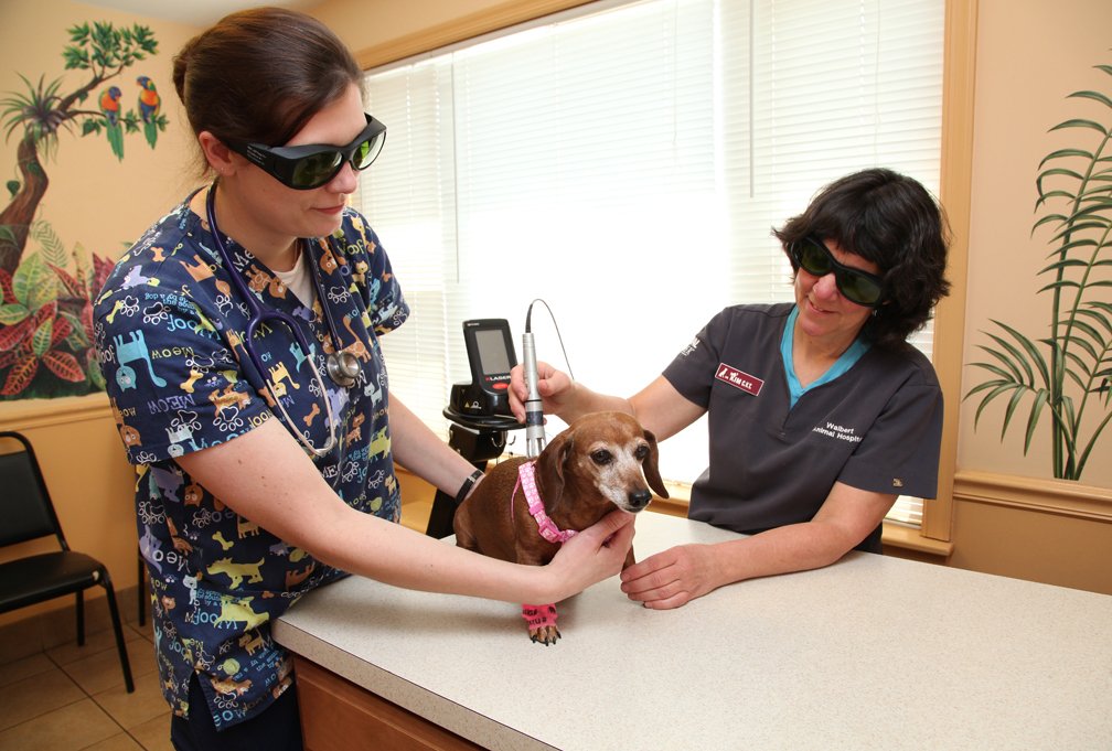 Animal Doctor Allentown, PA Veterinary Medical Facility