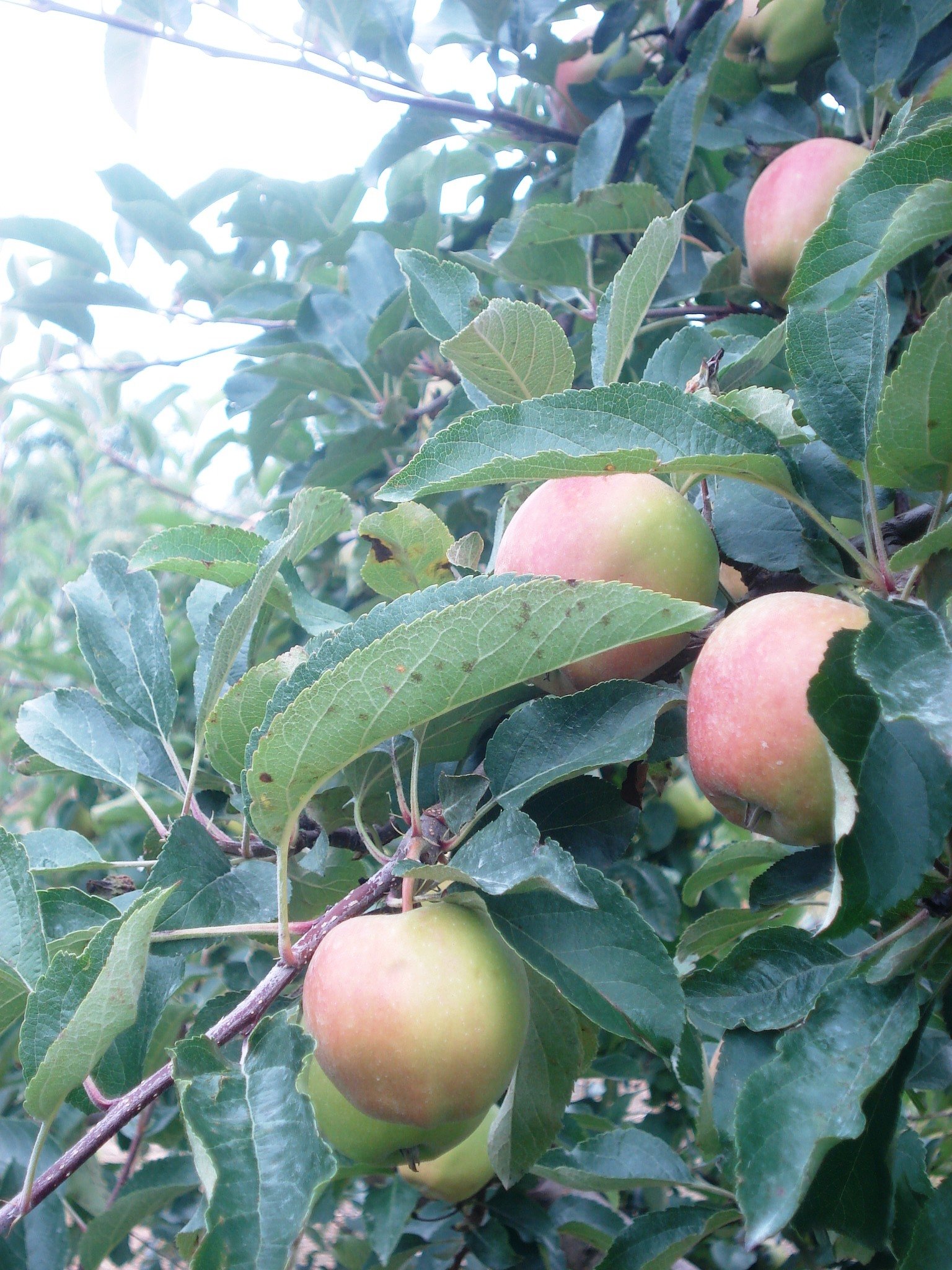 The Wisconsin Apple Grower's Association WAGA