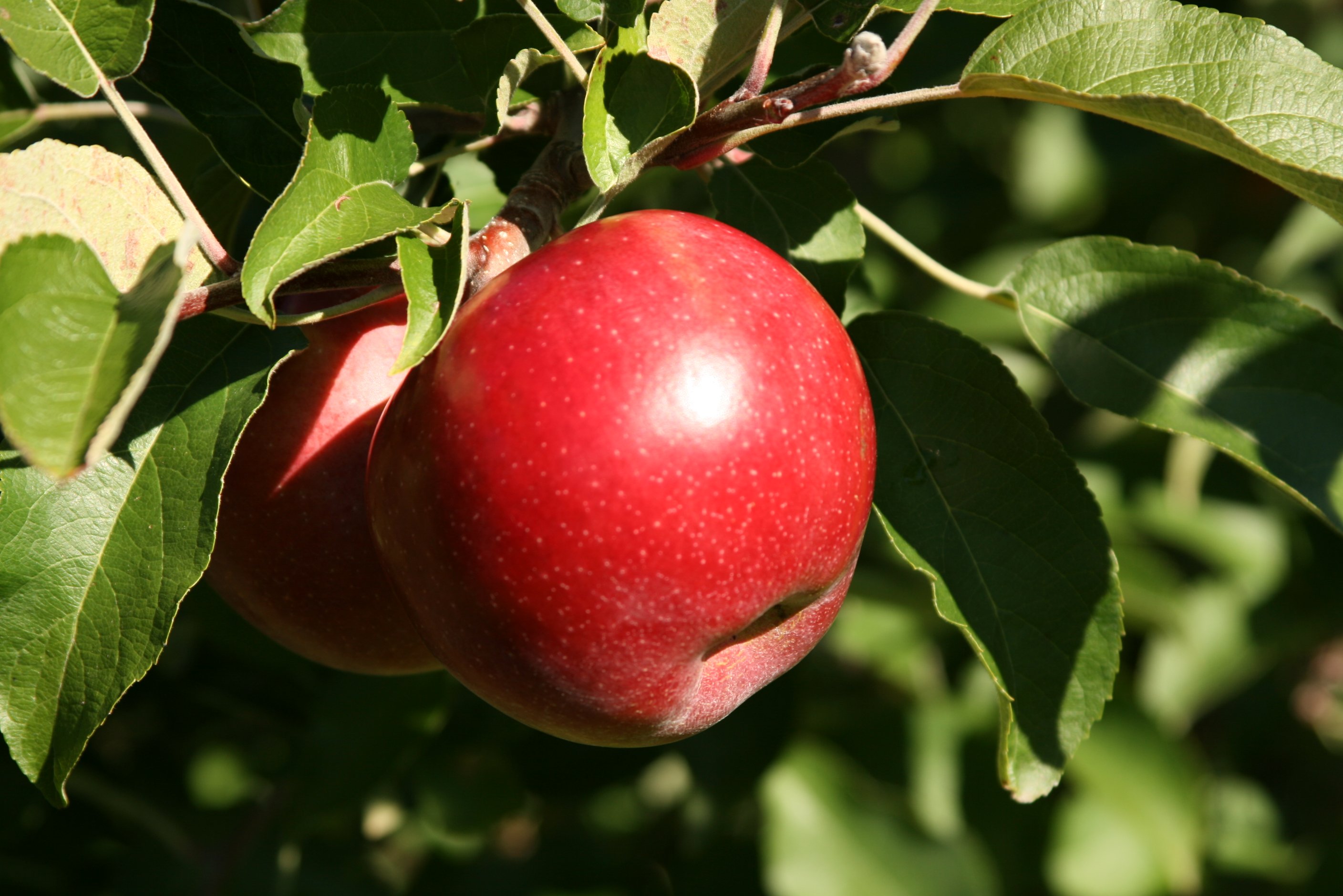 The Wisconsin Apple Grower's Association WAGA