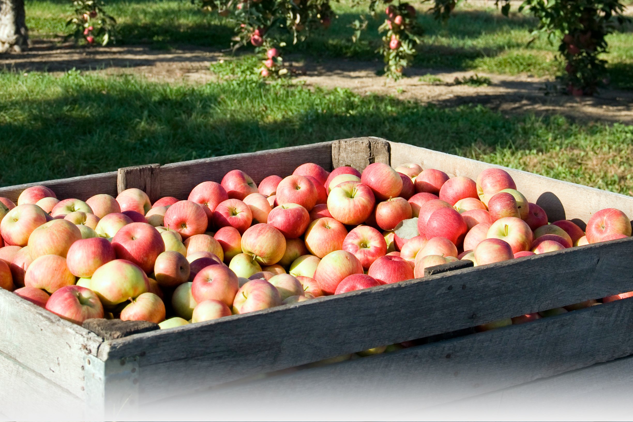 The Wisconsin Apple Grower's Association WAGA