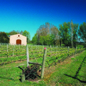 View of the agriculture field 
