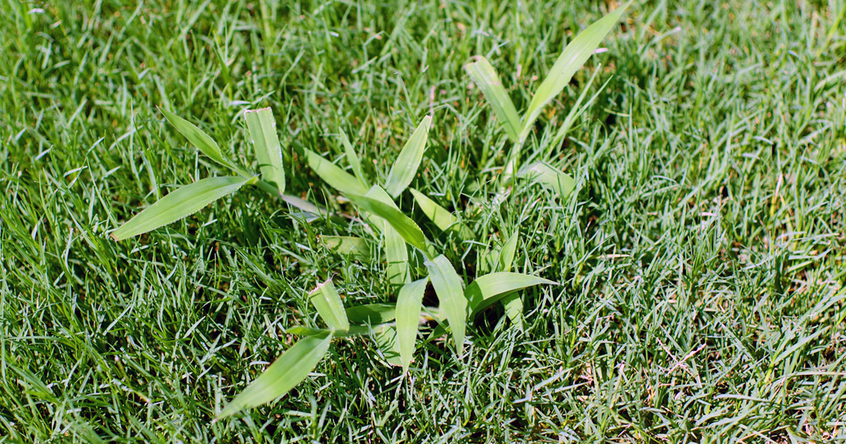 kill crabgrass IN bermuda
