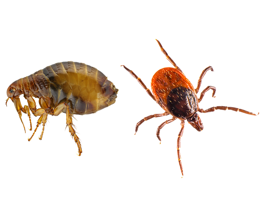 Flea Control Sanford NC Green Garden Landscaping