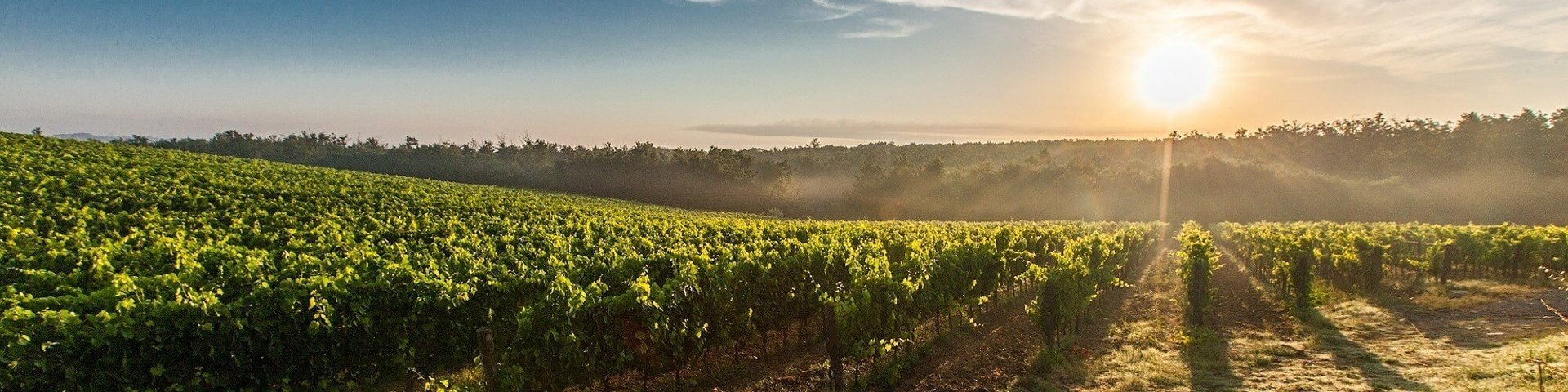 La Jolla Wine Tours Coupon La Jolla Wine Tours Coupon