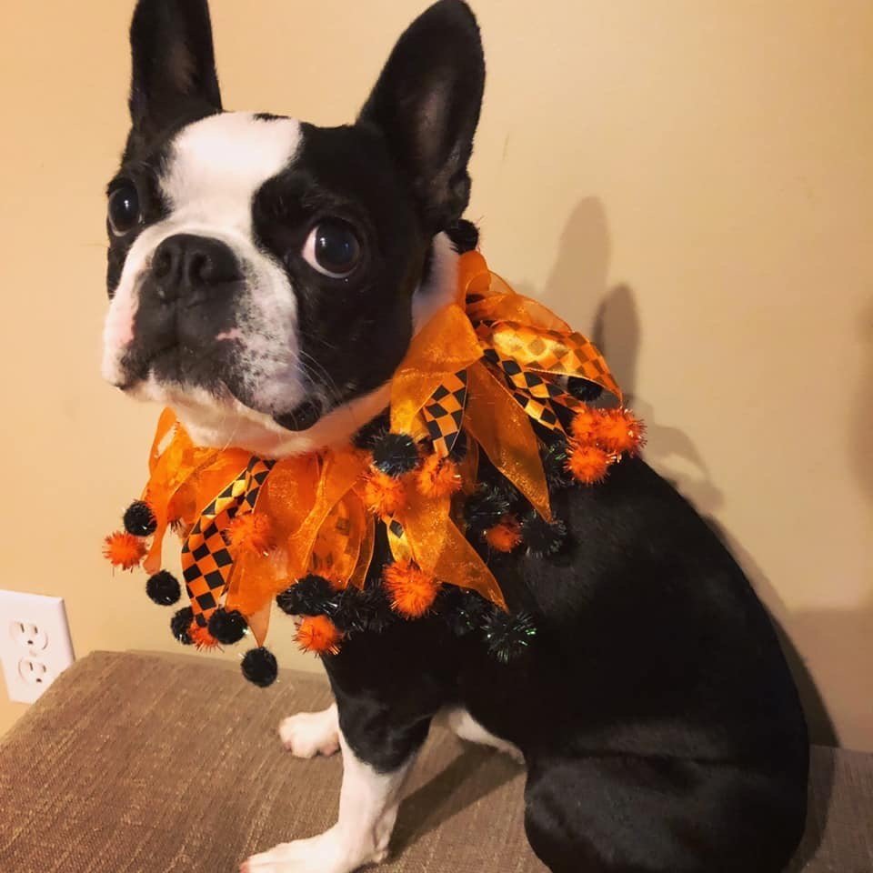 All Paws Pet Salon Ellicott City